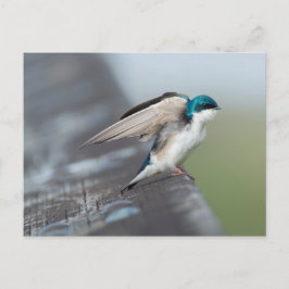 Cartão Postal Tree Swallow