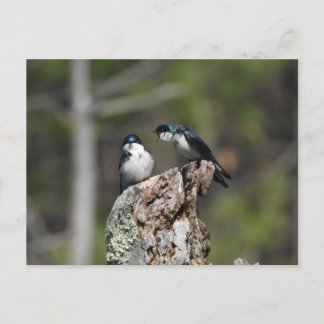 Cartão Postal Tree Swallow Yelling