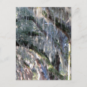 Cartão Postal TreeLined