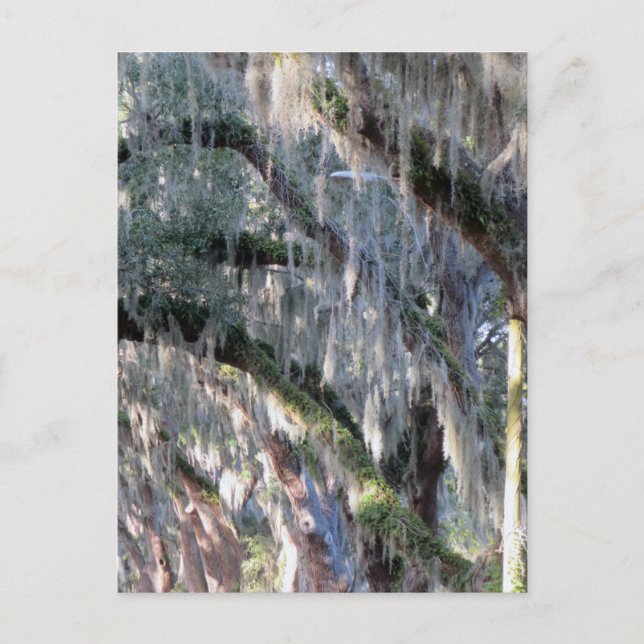 Cartão Postal TreeLined (Frente)