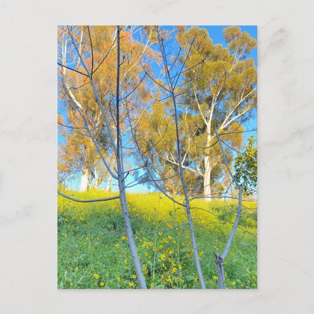 Cartão Postal Trees (Frente)