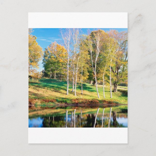 Cartão Postal Trees Birch Vermont (Frente)