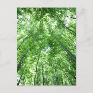 Cartão Postal Trees in a forest from the bottom view