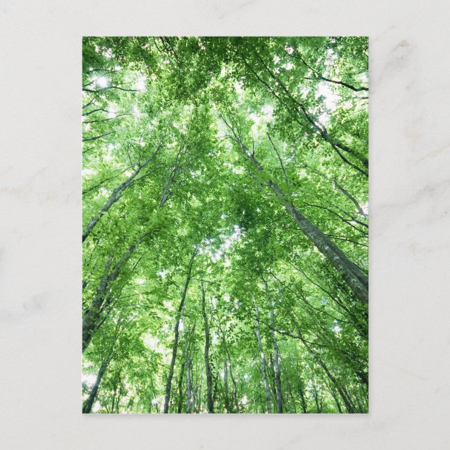 Cartão Postal Trees in a forest from the bottom view (Frente)