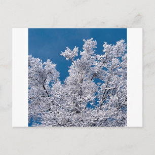 Cartão Postal Trees Snow Branches Minnesota