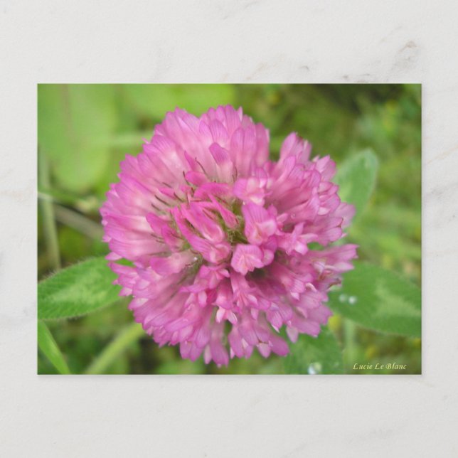 Cartão Postal Trèfle rouge (Frente)