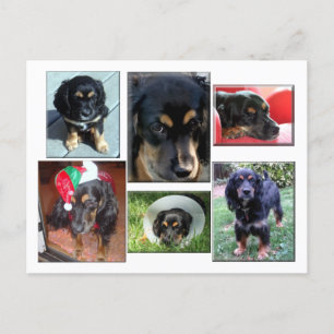 Cartão Postal Trei-o-cachorrinho