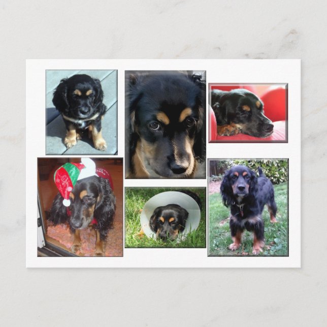 Cartão Postal Trei-o-cachorrinho (Frente)