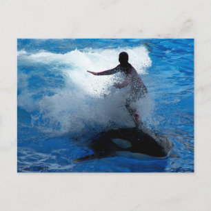 Cartão Postal Treinador montando baleia assassina orca fotografi