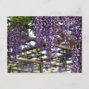 Cartão Postal Trellis de Wisteria: Kameido Tenjin, Tóquio