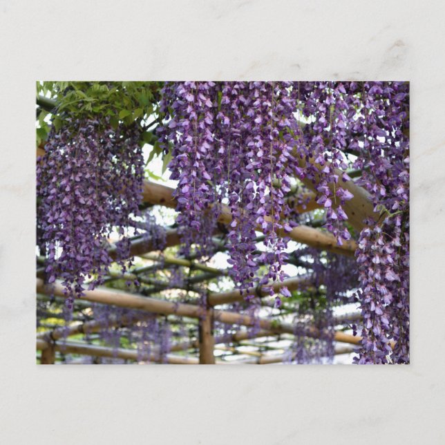 Cartão Postal Trellis de Wisteria: Kameido Tenjin, Tóquio (Frente)