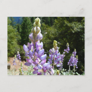 Cartão Postal Tremoços de montanha em Yosemite