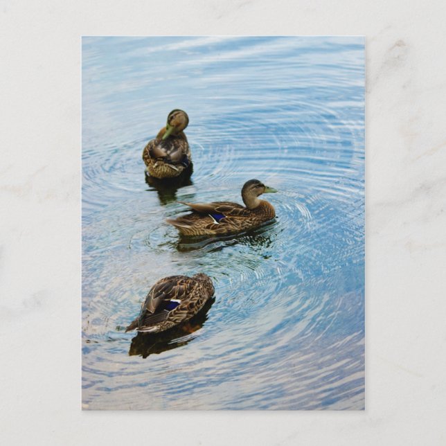 Cartão Postal Três (Frente)