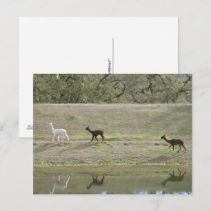 Cartão postal – Três Alpacas