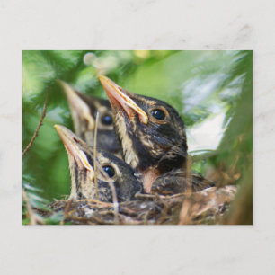 Cartão Postal Três Amigo (robins de bebê num ninho)