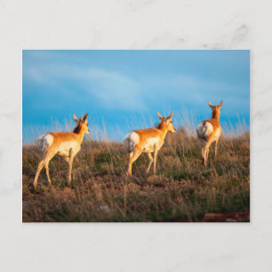 Cartão Postal Três antílopes se afastando ao pôr do sol