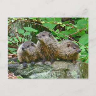 Cartão Postal Três Bebês Groundhogs