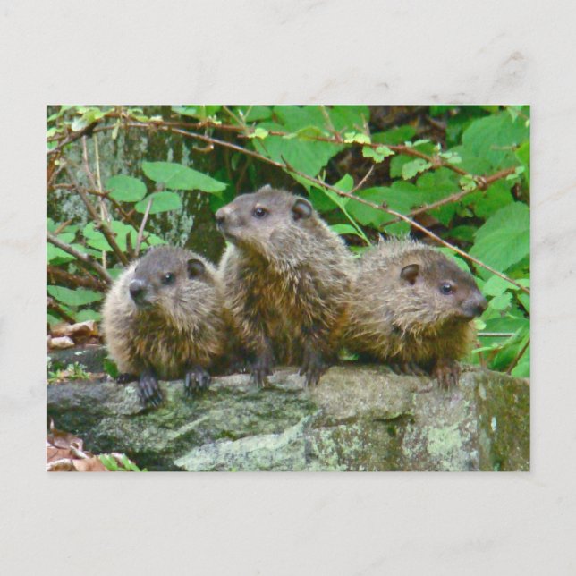 Cartão Postal Três Bebês Groundhogs (Frente)
