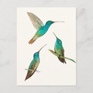 Cartão Postal Três Beija-flores