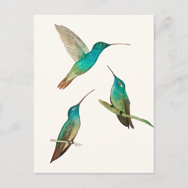 Cartão Postal Três Beija-flores  (Frente)