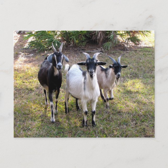 Cartão Postal Três Billy Goats - Cartão-postal (Frente)