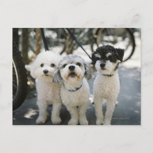 Cartão Postal Três cães (Frente)