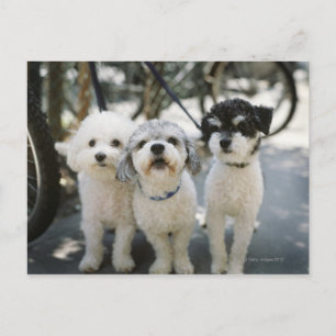 Cartão Postal Três cães
