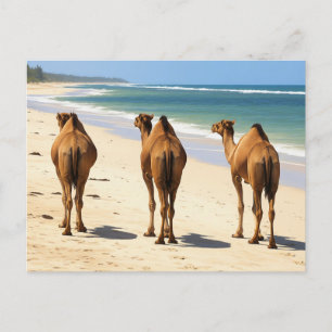 Cartão Postal Três Camelos na praia em Mombasa Kenya