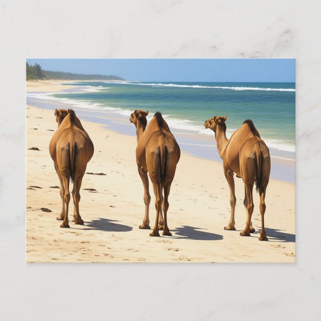 Cartão Postal Três Camelos na praia em Mombasa Kenya (Frente)