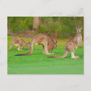 Cartão Postal três cangurus