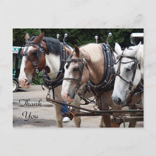 Cartão Postal Três Cavalos de Trato Obrigado (Frente)