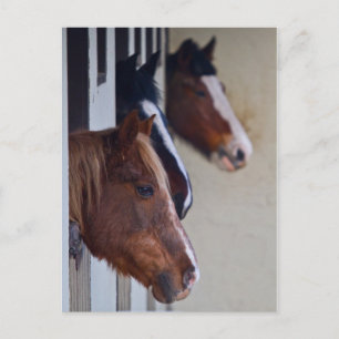 Cartão Postal Três cavalos na placa de Posto Stables