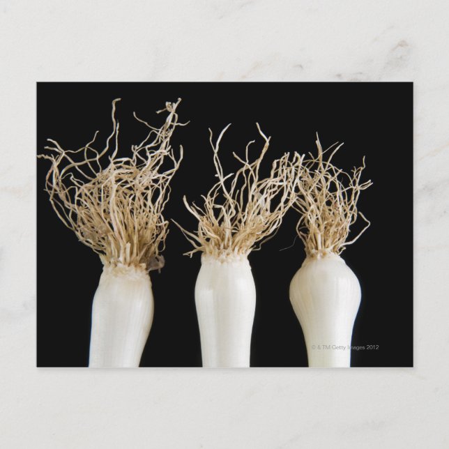 Cartão Postal Três cebolas de primavera (Frente)