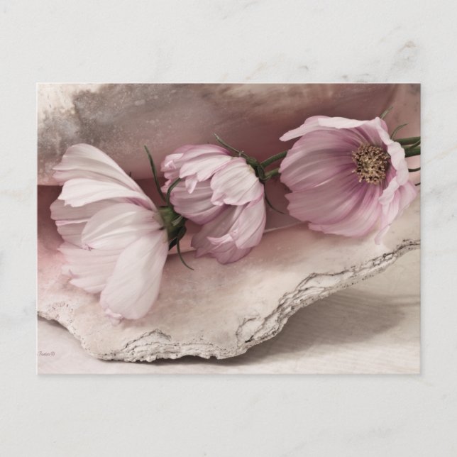 Cartão Postal Três Cosmos Rosa (Frente)