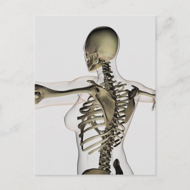 Cartão Postal Três Dimensões Da Parte Superior Feminino (Frente)