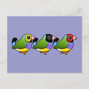 Cartão Postal Três Finches Gouldian
