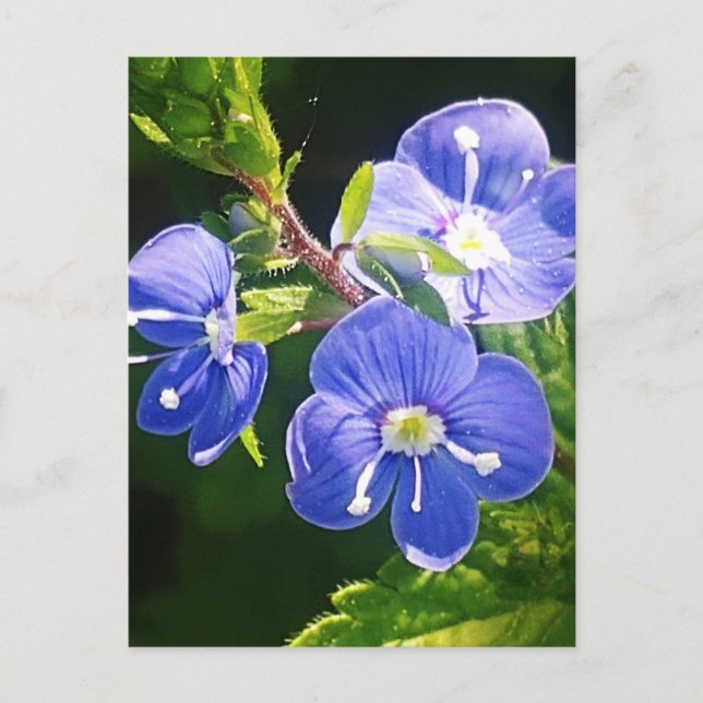 Cartão Postal Três Flores Azuis (Frente)