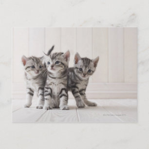 Cartão Postal Três Gatinhos de Shorthair Americanos