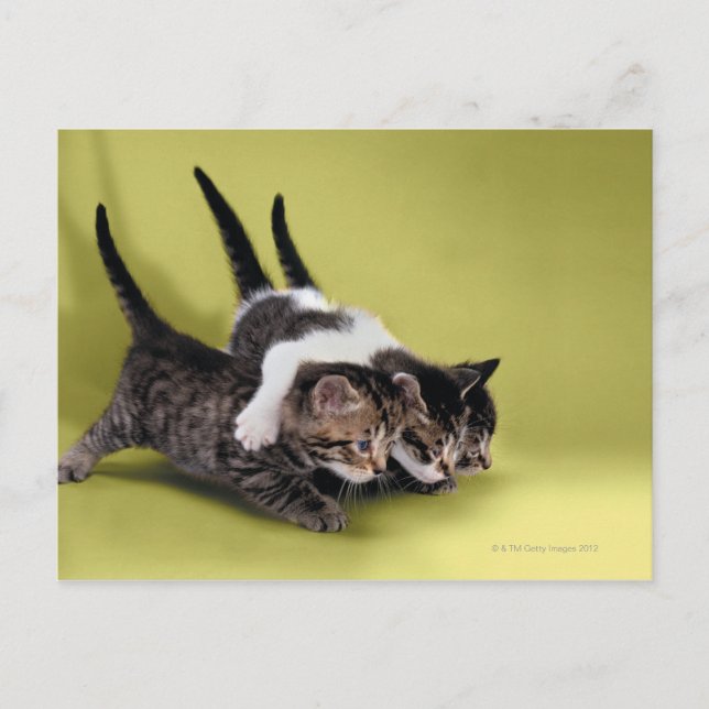 Cartão Postal Três gatinhos se abraçando (Frente)