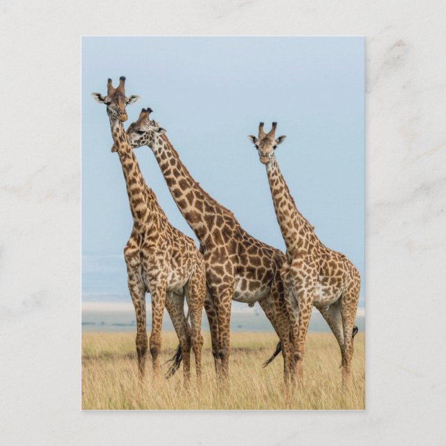 Cartão Postal Três girafas posando (Frente)