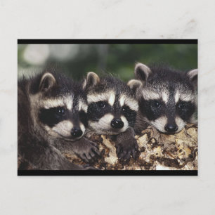 Cartão Postal Três Jovem Raccoons