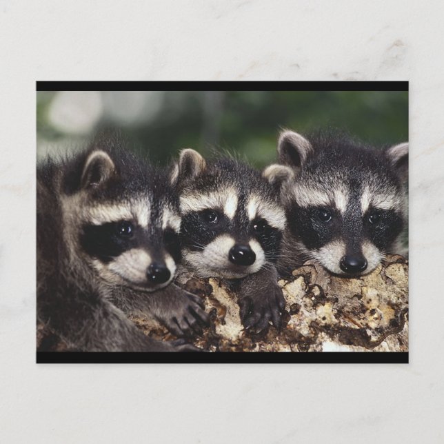Cartão Postal Três Jovem Raccoons (Frente)
