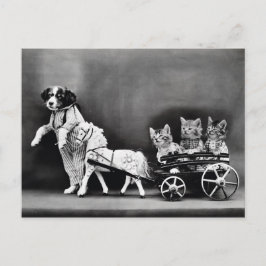 Cartão Postal Três Kitten Pony Ride