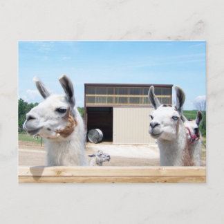 CARTÃO POSTAL TRÊS LLAMAS