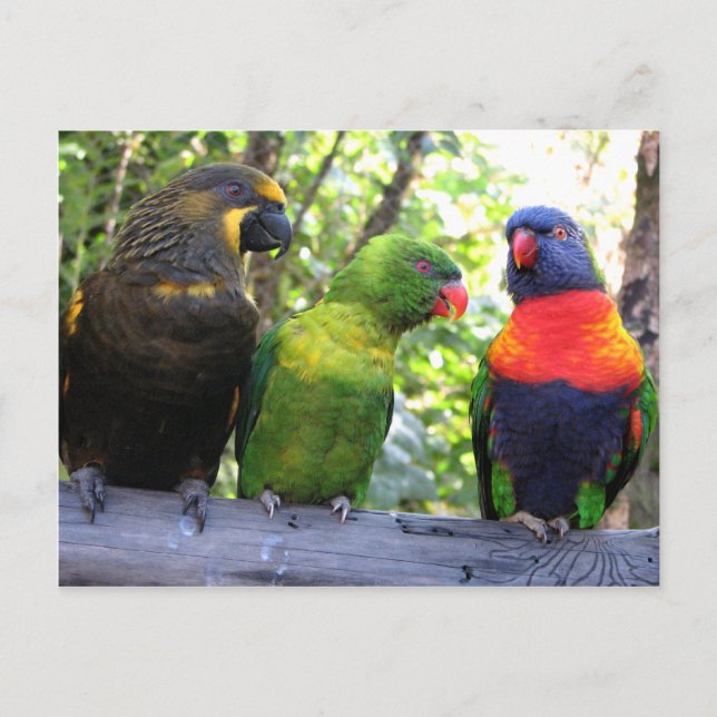 Cartão Postal Três Lorikeets (Frente)
