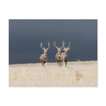 Três Mule Deer Bucks