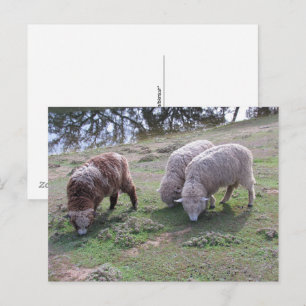 Cartão postal - Três Ovelhas