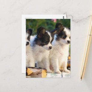 Cartão Postal Três Papillon Bonito Cuppies num Bench do Jardim