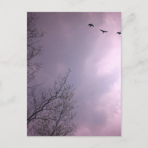 Cartão Postal Três Pássaros Voam Tão Alto