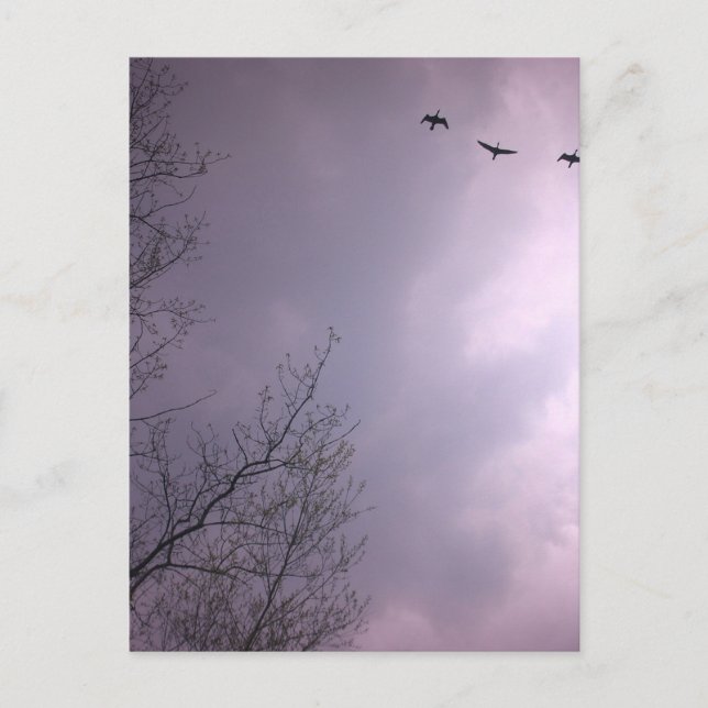 Cartão Postal Três Pássaros Voam Tão Alto (Frente)